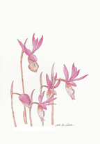 Fairy Slipper Orchid for small cards, by Vorobik